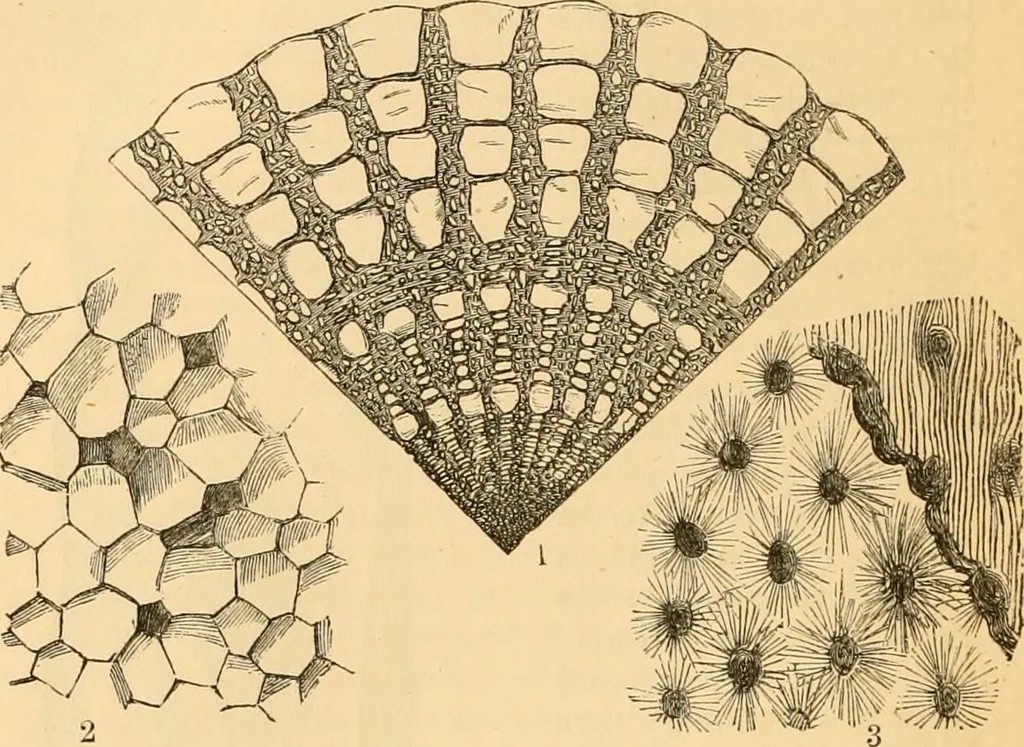 An illustration from The microscope : its history, construction, and application, being a familiar introduction to the use of the instrument, and the study of microscopial science / By Jabez Hogg ... with upwards of five hundred engravings and coloured illustrations by Tuffen West., 1867, leaf 536