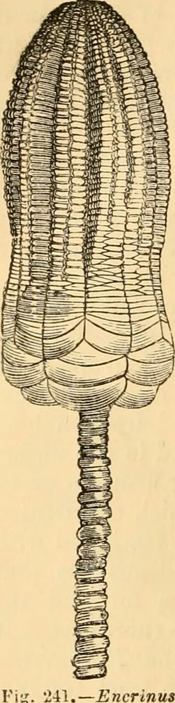 An illustration from The microscope : its history, construction, and application, being a familiar introduction to the use of the instrument, and the study of microscopial science / By Jabez Hogg ... with upwards of five hundred engravings and coloured illustrations by Tuffen West., 1867, leaf 538