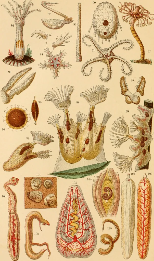 An illustration from The microscope : its history, construction, and application, being a familiar introduction to the use of the instrument, and the study of microscopial science / By Jabez Hogg ... with upwards of five hundred engravings and coloured illustrations by Tuffen West., 1867, leaf 544