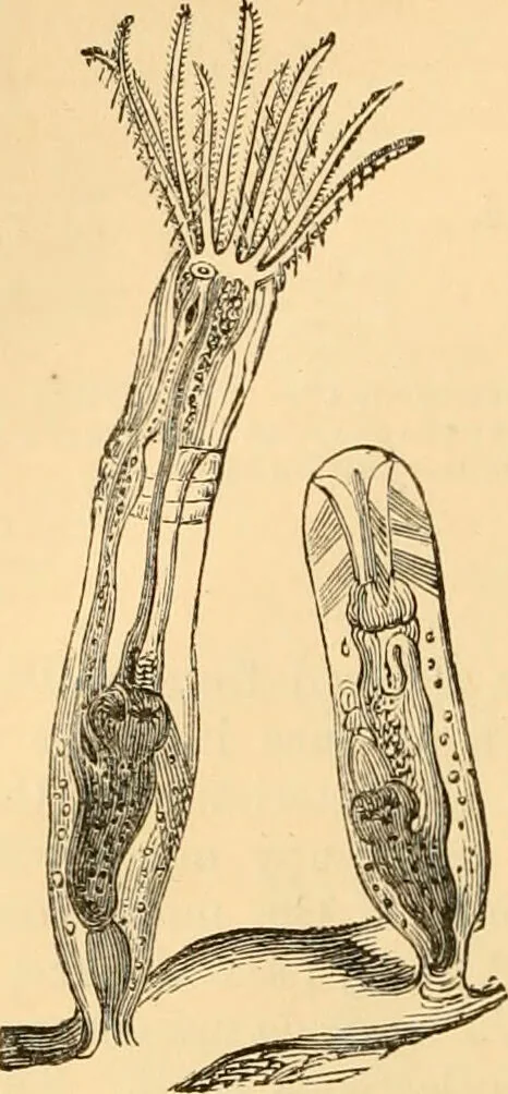 An illustration from The microscope : its history, construction, and application, being a familiar introduction to the use of the instrument, and the study of microscopial science / By Jabez Hogg ... with upwards of five hundred engravings and coloured illustrations by Tuffen West., 1867, leaf 546
