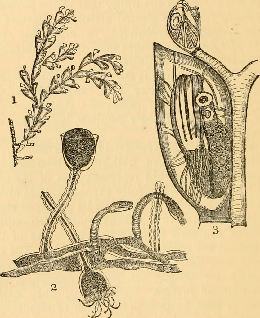 An illustration from The microscope : its history, construction, and application, being a familiar introduction to the use of the instrument, and the study of microscopial science / By Jabez Hogg ... with upwards of five hundred engravings and coloured illustrations by Tuffen West., 1867, leaf 548