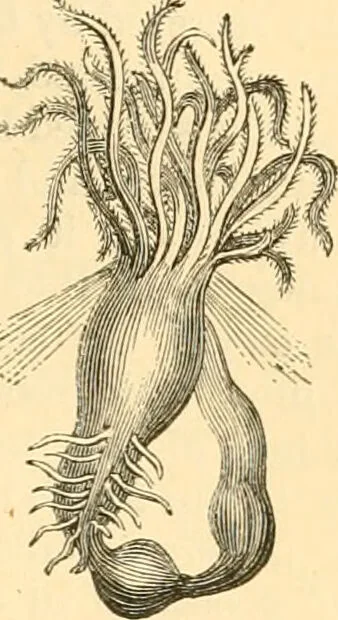An illustration from The microscope : its history, construction, and application, being a familiar introduction to the use of the instrument, and the study of microscopial science / By Jabez Hogg ... with upwards of five hundred engravings and coloured illustrations by Tuffen West., 1867, leaf 555