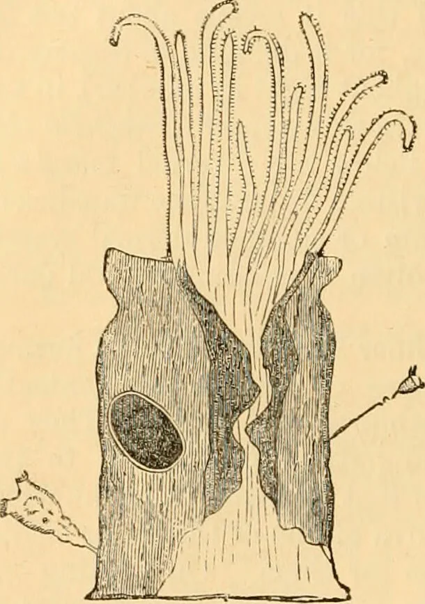 An illustration from The microscope : its history, construction, and application, being a familiar introduction to the use of the instrument, and the study of microscopial science / By Jabez Hogg ... with upwards of five hundred engravings and coloured illustrations by Tuffen West., 1867, leaf 560