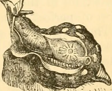 An illustration from The microscope : its history, construction, and application, being a familiar introduction to the use of the instrument, and the study of microscopial science / By Jabez Hogg ... with upwards of five hundred engravings and coloured illustrations by Tuffen West., 1867, leaf 563