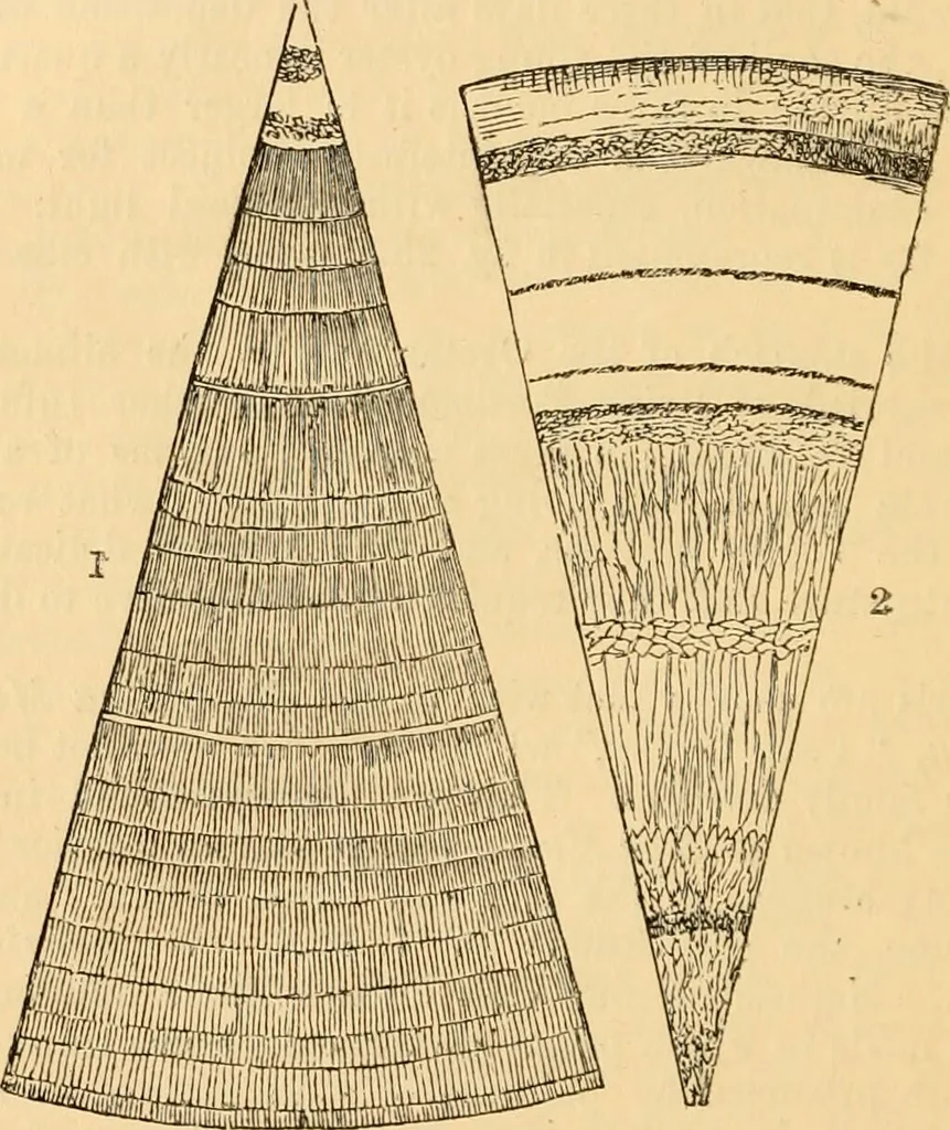 An illustration from The microscope : its history, construction, and application, being a familiar introduction to the use of the instrument, and the study of microscopial science / By Jabez Hogg ... with upwards of five hundred engravings and coloured illustrations by Tuffen West., 1867, leaf 568