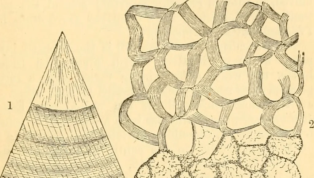 An illustration from The microscope : its history, construction, and application, being a familiar introduction to the use of the instrument, and the study of microscopial science / By Jabez Hogg ... with upwards of five hundred engravings and coloured illustrations by Tuffen West., 1867, leaf 569