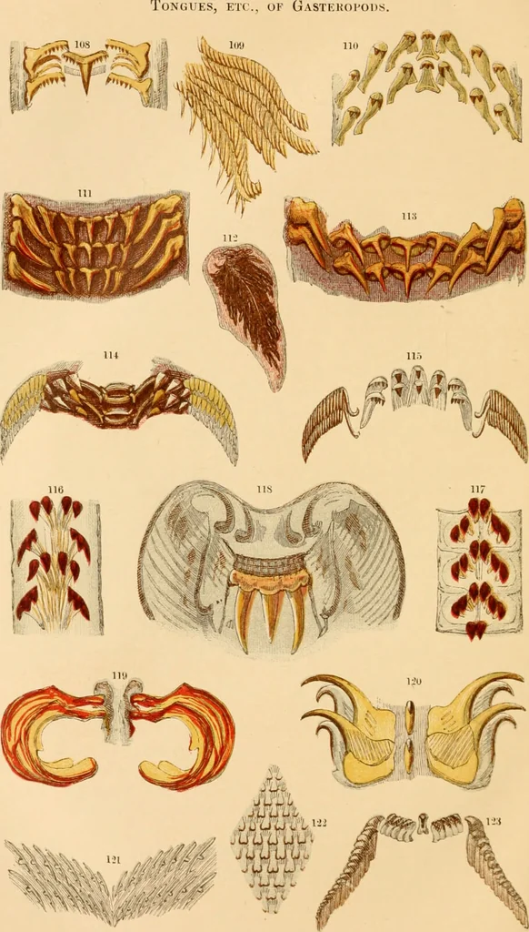 An illustration from The microscope : its history, construction, and application, being a familiar introduction to the use of the instrument, and the study of microscopial science / By Jabez Hogg ... with upwards of five hundred engravings and coloured illustrations by Tuffen West., 1867, leaf 576