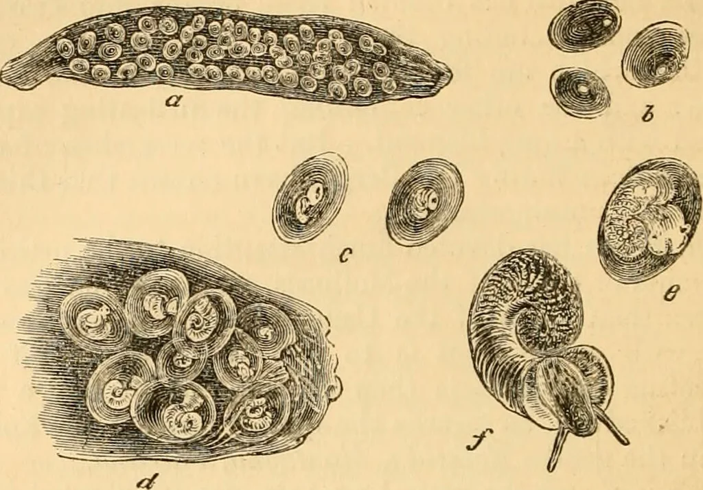 An illustration from The microscope : its history, construction, and application, being a familiar introduction to the use of the instrument, and the study of microscopial science / By Jabez Hogg ... with upwards of five hundred engravings and coloured illustrations by Tuffen West., 1867, leaf 582