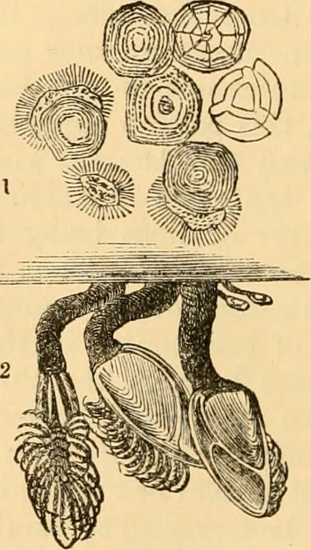An illustration from The microscope : its history, construction, and application, being a familiar introduction to the use of the instrument, and the study of microscopial science / By Jabez Hogg ... with upwards of five hundred engravings and coloured illustrations by Tuffen West., 1867, leaf 590