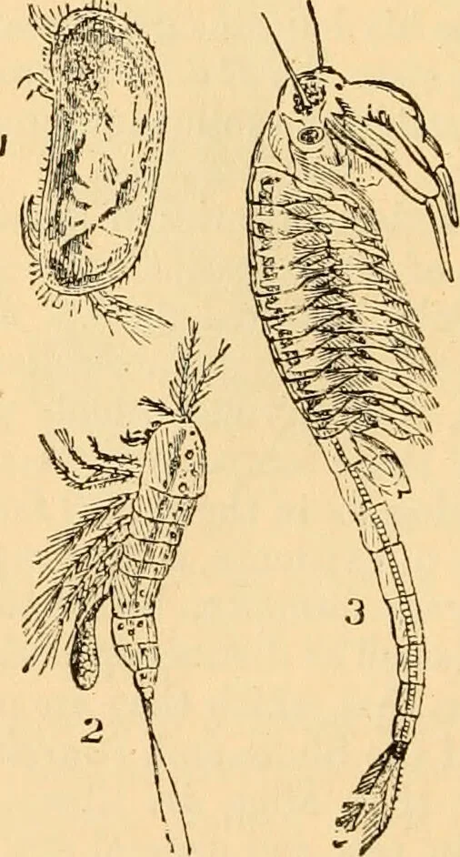 An illustration from The microscope : its history, construction, and application, being a familiar introduction to the use of the instrument, and the study of microscopial science / By Jabez Hogg ... with upwards of five hundred engravings and coloured illustrations by Tuffen West., 1867, leaf 592