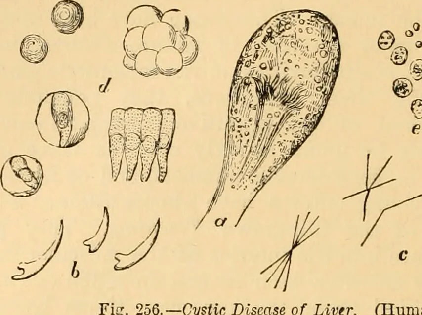 An illustration from The microscope : its history, construction, and application, being a familiar introduction to the use of the instrument, and the study of microscopial science / By Jabez Hogg ... with upwards of five hundred engravings and coloured illustrations by Tuffen West., 1867, leaf 606