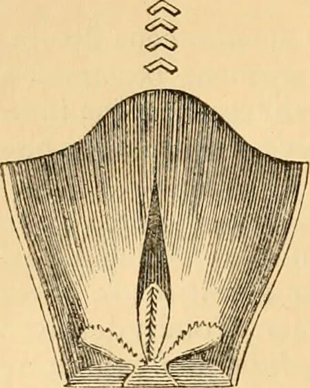 An illustration from The microscope : its history, construction, and application, being a familiar introduction to the use of the instrument, and the study of microscopial science / By Jabez Hogg ... with upwards of five hundred engravings and coloured illustrations by Tuffen West., 1867, leaf 610