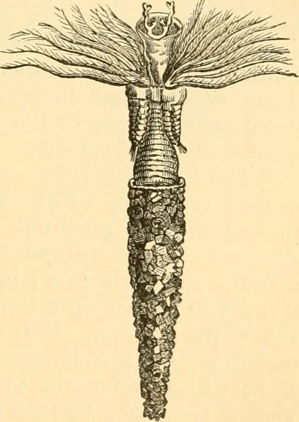 An illustration from The microscope : its history, construction, and application, being a familiar introduction to the use of the instrument, and the study of microscopial science / By Jabez Hogg ... with upwards of five hundred engravings and coloured illustrations by Tuffen West., 1867, leaf 611