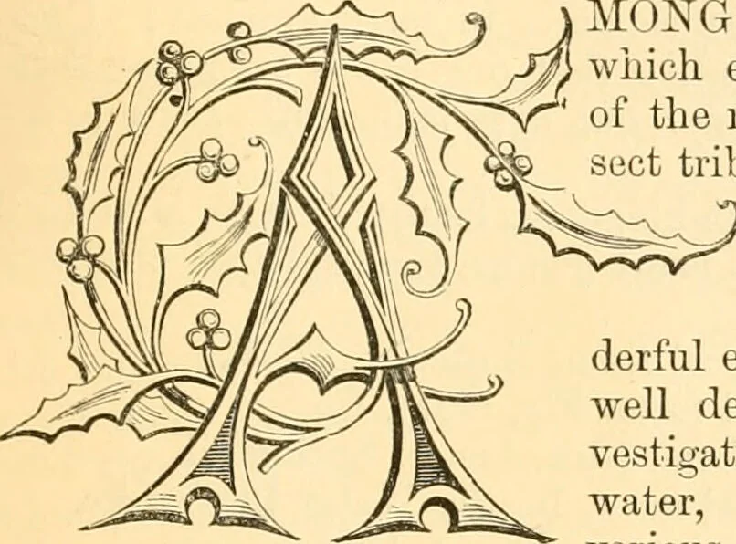 An illustration from The microscope : its history, construction, and application, being a familiar introduction to the use of the instrument, and the study of microscopial science / By Jabez Hogg ... with upwards of five hundred engravings and coloured illustrations by Tuffen West., 1867, leaf 617