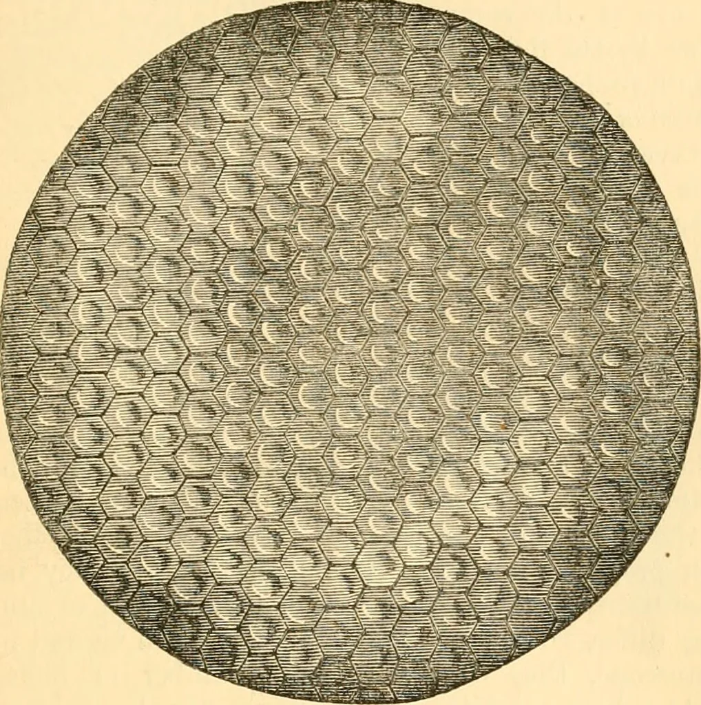 An illustration from The microscope : its history, construction, and application, being a familiar introduction to the use of the instrument, and the study of microscopial science / By Jabez Hogg ... with upwards of five hundred engravings and coloured illustrations by Tuffen West., 1867, leaf 621