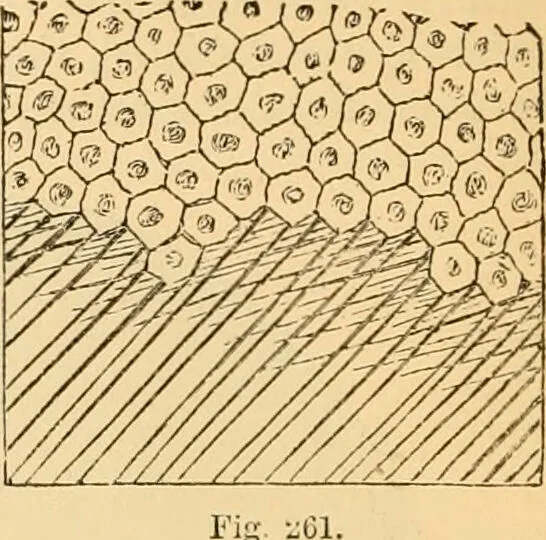 An illustration from The microscope : its history, construction, and application, being a familiar introduction to the use of the instrument, and the study of microscopial science / By Jabez Hogg ... with upwards of five hundred engravings and coloured illustrations by Tuffen West., 1867, leaf 622