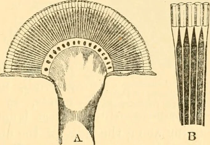 An illustration from The microscope : its history, construction, and application, being a familiar introduction to the use of the instrument, and the study of microscopial science / By Jabez Hogg ... with upwards of five hundred engravings and coloured illustrations by Tuffen West., 1867, leaf 623