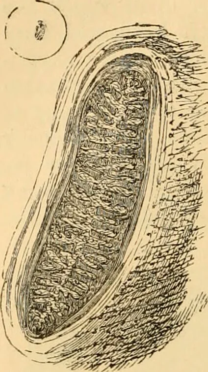 An illustration from The microscope : its history, construction, and application, being a familiar introduction to the use of the instrument, and the study of microscopial science / By Jabez Hogg ... with upwards of five hundred engravings and coloured illustrations by Tuffen West., 1867, leaf 624
