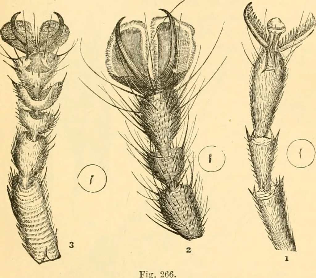 An illustration from The microscope : its history, construction, and application, being a familiar introduction to the use of the instrument, and the study of microscopial science / By Jabez Hogg ... with upwards of five hundred engravings and coloured illustrations by Tuffen West., 1867, leaf 629