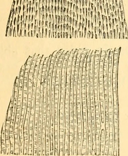An illustration from The microscope : its history, construction, and application, being a familiar introduction to the use of the instrument, and the study of microscopial science / By Jabez Hogg ... with upwards of five hundred engravings and coloured illustrations by Tuffen West., 1867, leaf 649