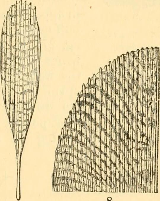 An illustration from The microscope : its history, construction, and application, being a familiar introduction to the use of the instrument, and the study of microscopial science / By Jabez Hogg ... with upwards of five hundred engravings and coloured illustrations by Tuffen West., 1867, leaf 649