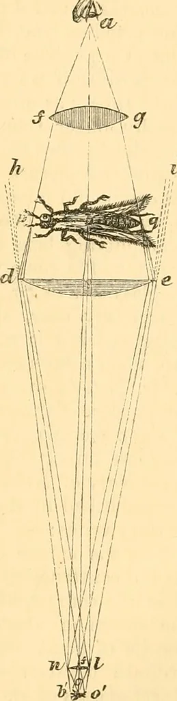 An illustration from The microscope : its history, construction, and application, being a familiar introduction to the use of the instrument, and the study of microscopial science / By Jabez Hogg ... with upwards of five hundred engravings and coloured illustrations by Tuffen West., 1867, leaf 65