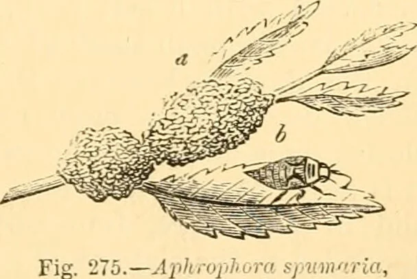 An illustration from The microscope : its history, construction, and application, being a familiar introduction to the use of the instrument, and the study of microscopial science / By Jabez Hogg ... with upwards of five hundred engravings and coloured illustrations by Tuffen West., 1867, leaf 653