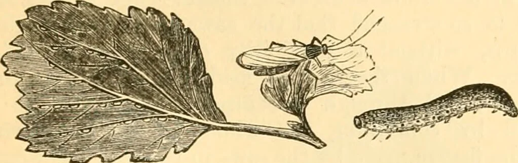 An illustration from The microscope : its history, construction, and application, being a familiar introduction to the use of the instrument, and the study of microscopial science / By Jabez Hogg ... with upwards of five hundred engravings and coloured illustrations by Tuffen West., 1867, leaf 655