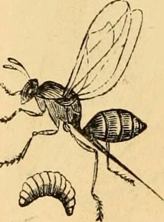 An illustration from The microscope : its history, construction, and application, being a familiar introduction to the use of the instrument, and the study of microscopial science / By Jabez Hogg ... with upwards of five hundred engravings and coloured illustrations by Tuffen West., 1867, leaf 656