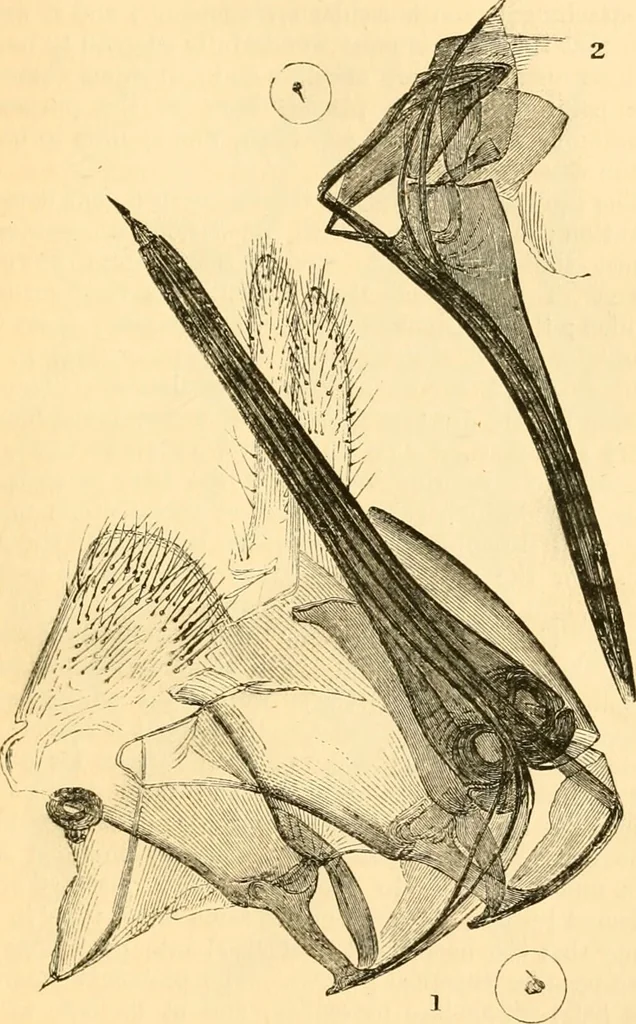 An illustration from The microscope : its history, construction, and application, being a familiar introduction to the use of the instrument, and the study of microscopial science / By Jabez Hogg ... with upwards of five hundred engravings and coloured illustrations by Tuffen West., 1867, leaf 657