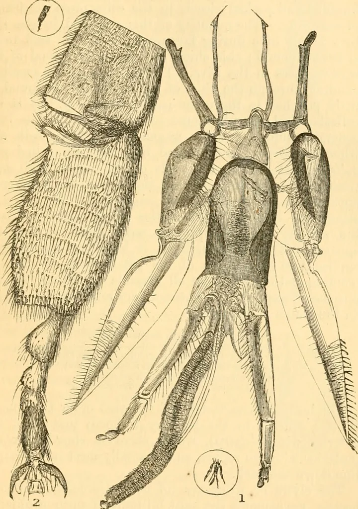 An illustration from The microscope : its history, construction, and application, being a familiar introduction to the use of the instrument, and the study of microscopial science / By Jabez Hogg ... with upwards of five hundred engravings and coloured illustrations by Tuffen West., 1867, leaf 659