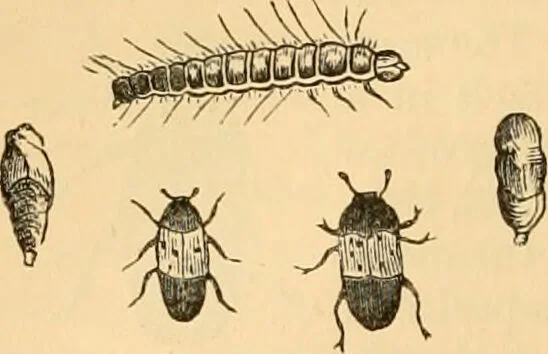 An illustration from The microscope : its history, construction, and application, being a familiar introduction to the use of the instrument, and the study of microscopial science / By Jabez Hogg ... with upwards of five hundred engravings and coloured illustrations by Tuffen West., 1867, leaf 662