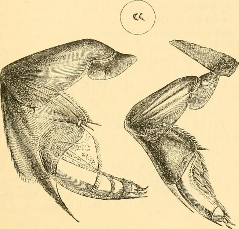 An illustration from The microscope : its history, construction, and application, being a familiar introduction to the use of the instrument, and the study of microscopial science / By Jabez Hogg ... with upwards of five hundred engravings and coloured illustrations by Tuffen West., 1867, leaf 663