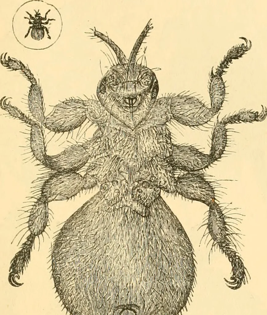 An illustration from The microscope : its history, construction, and application, being a familiar introduction to the use of the instrument, and the study of microscopial science / By Jabez Hogg ... with upwards of five hundred engravings and coloured illustrations by Tuffen West., 1867, leaf 671