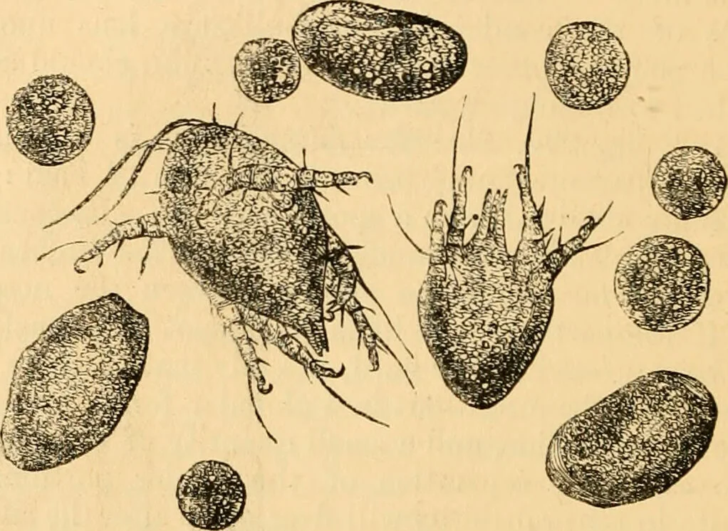 An illustration from The microscope : its history, construction, and application, being a familiar introduction to the use of the instrument, and the study of microscopial science / By Jabez Hogg ... with upwards of five hundred engravings and coloured illustrations by Tuffen West., 1867, leaf 676