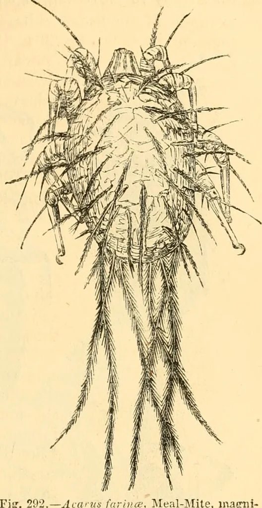 An illustration from The microscope : its history, construction, and application, being a familiar introduction to the use of the instrument, and the study of microscopial science / By Jabez Hogg ... with upwards of five hundred engravings and coloured illustrations by Tuffen West., 1867, leaf 677
