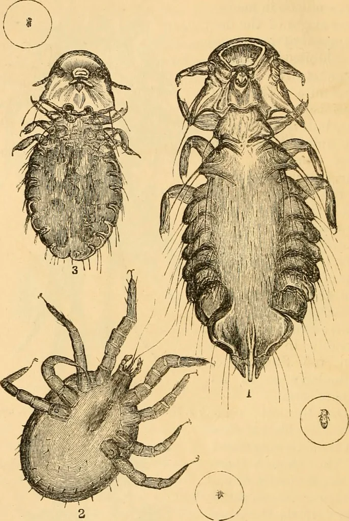 An illustration from The microscope : its history, construction, and application, being a familiar introduction to the use of the instrument, and the study of microscopial science / By Jabez Hogg ... with upwards of five hundred engravings and coloured illustrations by Tuffen West., 1867, leaf 678