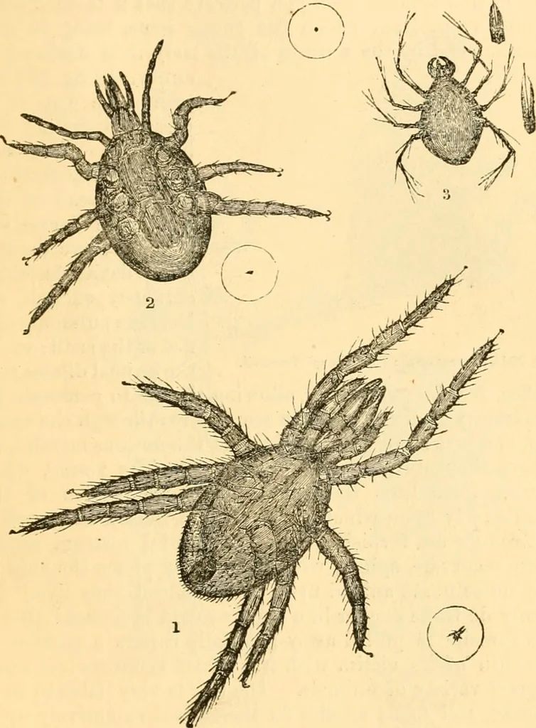 An illustration from The microscope : its history, construction, and application, being a familiar introduction to the use of the instrument, and the study of microscopial science / By Jabez Hogg ... with upwards of five hundred engravings and coloured illustrations by Tuffen West., 1867, leaf 679