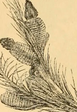 An illustration from The microscope : its history, construction, and application, being a familiar introduction to the use of the instrument, and the study of microscopial science / By Jabez Hogg ... with upwards of five hundred engravings and coloured illustrations by Tuffen West., 1867, leaf 680