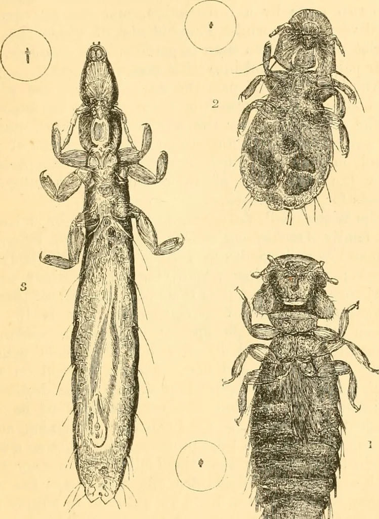 An illustration from The microscope : its history, construction, and application, being a familiar introduction to the use of the instrument, and the study of microscopial science / By Jabez Hogg ... with upwards of five hundred engravings and coloured illustrations by Tuffen West., 1867, leaf 681