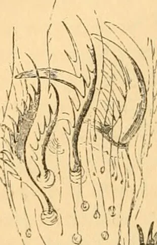 An illustration from The microscope : its history, construction, and application, being a familiar introduction to the use of the instrument, and the study of microscopial science / By Jabez Hogg ... with upwards of five hundred engravings and coloured illustrations by Tuffen West., 1867, leaf 684