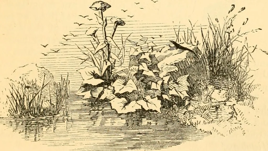 An illustration from The microscope : its history, construction, and application, being a familiar introduction to the use of the instrument, and the study of microscopial science / By Jabez Hogg ... with upwards of five hundred engravings and coloured illustrations by Tuffen West., 1867, leaf 691