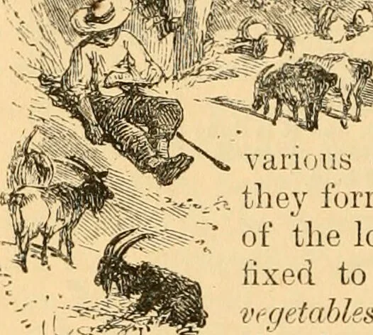 An illustration from The microscope : its history, construction, and application, being a familiar introduction to the use of the instrument, and the study of microscopial science / By Jabez Hogg ... with upwards of five hundred engravings and coloured illustrations by Tuffen West., 1867, leaf 692