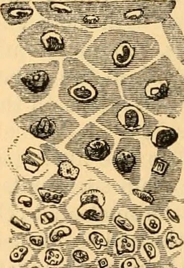 An illustration from The microscope : its history, construction, and application, being a familiar introduction to the use of the instrument, and the study of microscopial science / By Jabez Hogg ... with upwards of five hundred engravings and coloured illustrations by Tuffen West., 1867, leaf 708