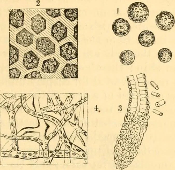 An illustration from The microscope : its history, construction, and application, being a familiar introduction to the use of the instrument, and the study of microscopial science / By Jabez Hogg ... with upwards of five hundred engravings and coloured illustrations by Tuffen West., 1867, leaf 709
