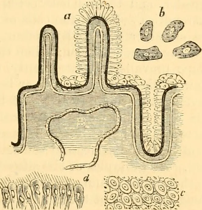 An illustration from The microscope : its history, construction, and application, being a familiar introduction to the use of the instrument, and the study of microscopial science / By Jabez Hogg ... with upwards of five hundred engravings and coloured illustrations by Tuffen West., 1867, leaf 709