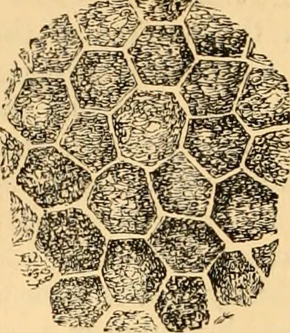 An illustration from The microscope : its history, construction, and application, being a familiar introduction to the use of the instrument, and the study of microscopial science / By Jabez Hogg ... with upwards of five hundred engravings and coloured illustrations by Tuffen West., 1867, leaf 712
