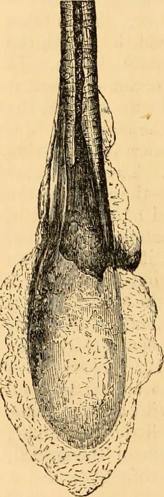 An illustration from The microscope : its history, construction, and application, being a familiar introduction to the use of the instrument, and the study of microscopial science / By Jabez Hogg ... with upwards of five hundred engravings and coloured illustrations by Tuffen West., 1867, leaf 712