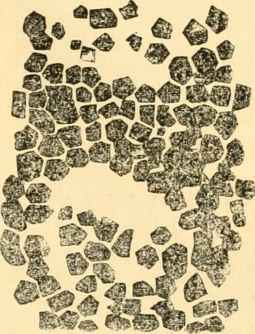 An illustration from The microscope : its history, construction, and application, being a familiar introduction to the use of the instrument, and the study of microscopial science / By Jabez Hogg ... with upwards of five hundred engravings and coloured illustrations by Tuffen West., 1867, leaf 715