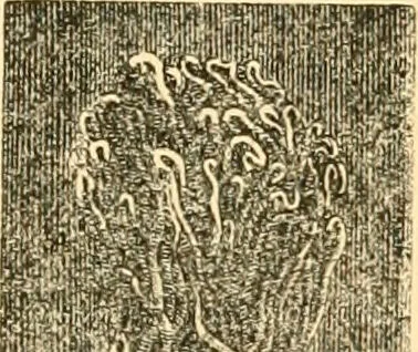 An illustration from The microscope : its history, construction, and application, being a familiar introduction to the use of the instrument, and the study of microscopial science / By Jabez Hogg ... with upwards of five hundred engravings and coloured illustrations by Tuffen West., 1867, leaf 715
